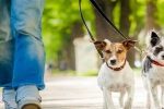 ورود سگ و حیوانات خانگی به پارک‌ها ممنوع شد