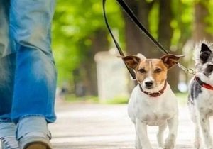 ورود سگ و حیوانات خانگی به پارک‌ها ممنوع شد