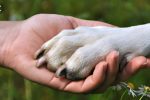 دولت «لایحه حمایت از حیوانات» را تصویب کرد