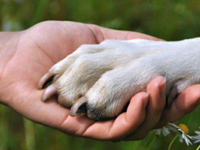 دولت «لایحه حمایت از حیوانات» را تصویب کرد