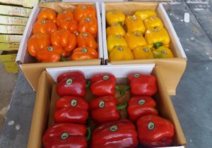 محصولات کشاورزی مسموم از نگاه یک حقوقدان/موضوع از باب «جنایت شبه عمد» قابل تعقیب است