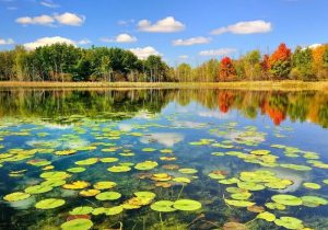 سازمان ثبت اسناد اعلام کرد؛بیش از ۵ هزار هکتار از اراضی تالاب بندر انزلی سنددار شد