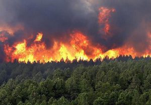 دستگیری عاملان آتش سوزی های عمدی لاهیجان/ بازداشت چند دهیار و شورای روستا