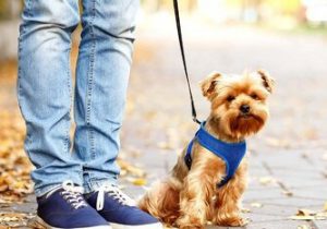 دادستان لاهیجان سگ گردانی را ممنوع کرد