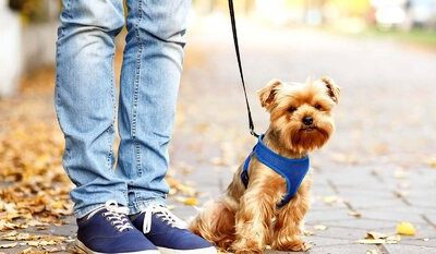 دادستان لاهیجان سگ گردانی را ممنوع کرد