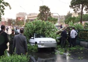 امکان دریافت خسارت از شهرداری در صورت سقوط درخت امکان پذیر است؟