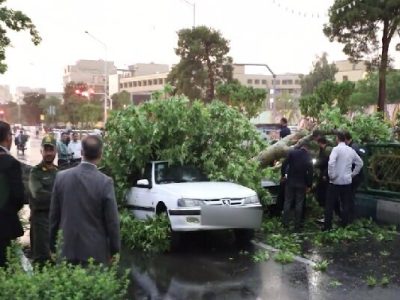 امکان دریافت خسارت از شهرداری در صورت سقوط درخت امکان پذیر است؟