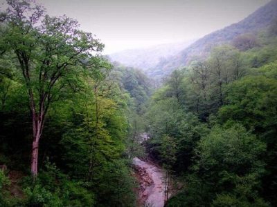 ۱۰۰ هکتار از جنگل‌های هیرکانی به مالکیت منابع طبیعی بازگشت