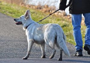 حسین مجیدی، دادستان ارومیه: هر گونه سگ‌گردانی در سطح شهر ارومیه اعم از پارک‌ها، اماکن عمومی و وسائط نقلیه ممنوع است/ سگ‌گردانی مصادیقی از تضییع حقوق عمومی است