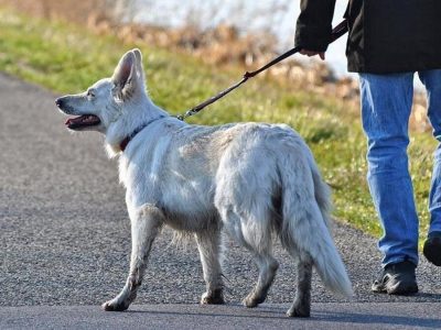 حسین مجیدی، دادستان ارومیه: هر گونه سگ‌گردانی در سطح شهر ارومیه اعم از پارک‌ها، اماکن عمومی و وسائط نقلیه ممنوع است/ سگ‌گردانی مصادیقی از تضییع حقوق عمومی است