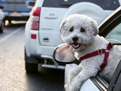 رئیس پلیس راهور : سگ‌گردانی با خودرو در تهران ممنوع است