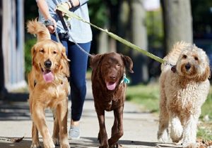 «سگ‌گردانی» در معابر عمومی یزد ممنوع شد