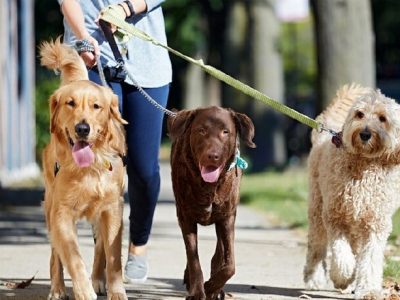 «سگ‌گردانی» در معابر عمومی یزد ممنوع شد