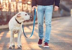 ممنوعیت سگ‌گردانی در استان سمنان