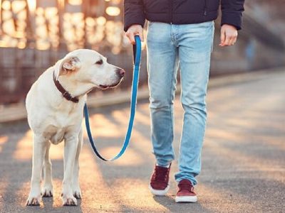 ممنوعیت سگ‌گردانی در استان سمنان