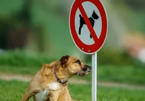 ممنوعیت سگ‌گردانی در اماکن و معابر عمومی در فارس