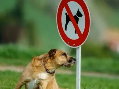 ممنوعیت سگ‌گردانی در اماکن و معابر عمومی در فارس