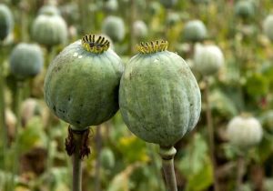 دادگستری رومشکان: اجرای طرح پیشگیرانه برای جلوگیری از کشت خشخاش با پایش هوایی و زمینی مناطق مستعد و رصد بازار بذر