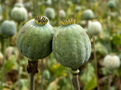 دادگستری رومشکان: اجرای طرح پیشگیرانه برای جلوگیری از کشت خشخاش با پایش هوایی و زمینی مناطق مستعد و رصد بازار بذر