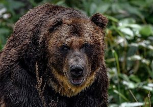 ۲۱ ماه حبس برای شکارچیان خرس سبلان