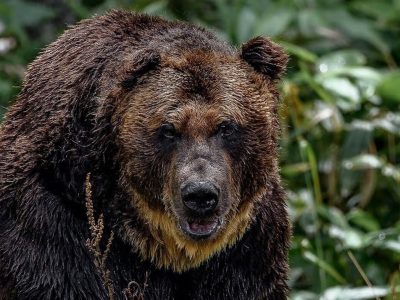 ۲۱ ماه حبس برای شکارچیان خرس سبلان